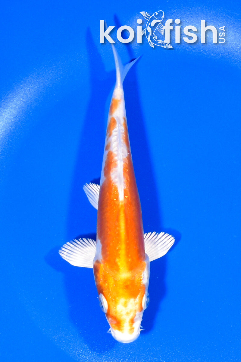 6.5" KIKUSUI
