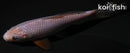 5.75" SORAGOI
