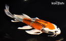 7.75" KUJAKU BUTTERFLY