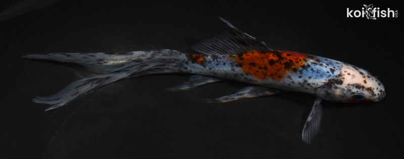 8.5" SHUBUNKIN GOLDFISH