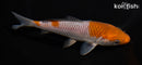 6.25" OCHIBA SHIGURE
