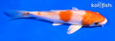 5" HARIWAKE
