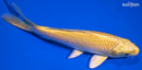 5.5" YAMABUKI OGON