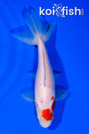 5.25" WAKIN GOLDFISH