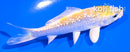 4" GINRIN LEMON HARIWAKE