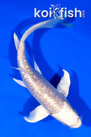 6.5" ARAGOKE HARIWAKE BUTTERFLY