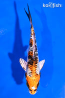 5" GINRIN HEISEI NISHIKI