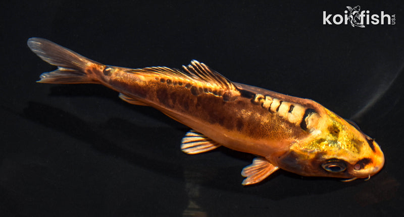 5.25" DOITSU ORENJI MATSUBA