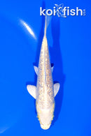 5.25" GINRIN YAMABUKI OGON