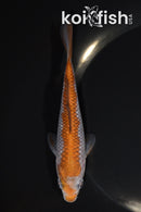 5.25" OCHIBA SHIGURE