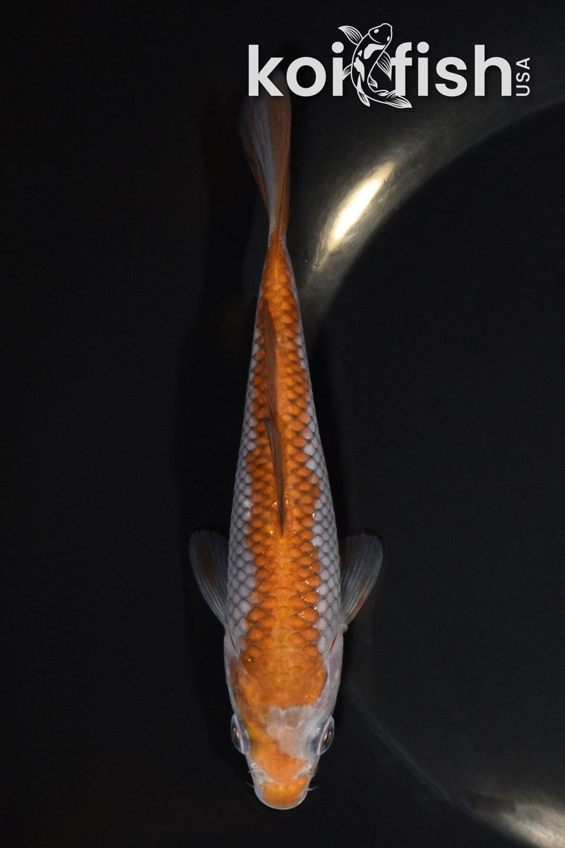 5.25" OCHIBA SHIGURE