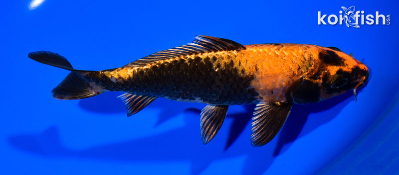 6.75" KIN HI UTSURI