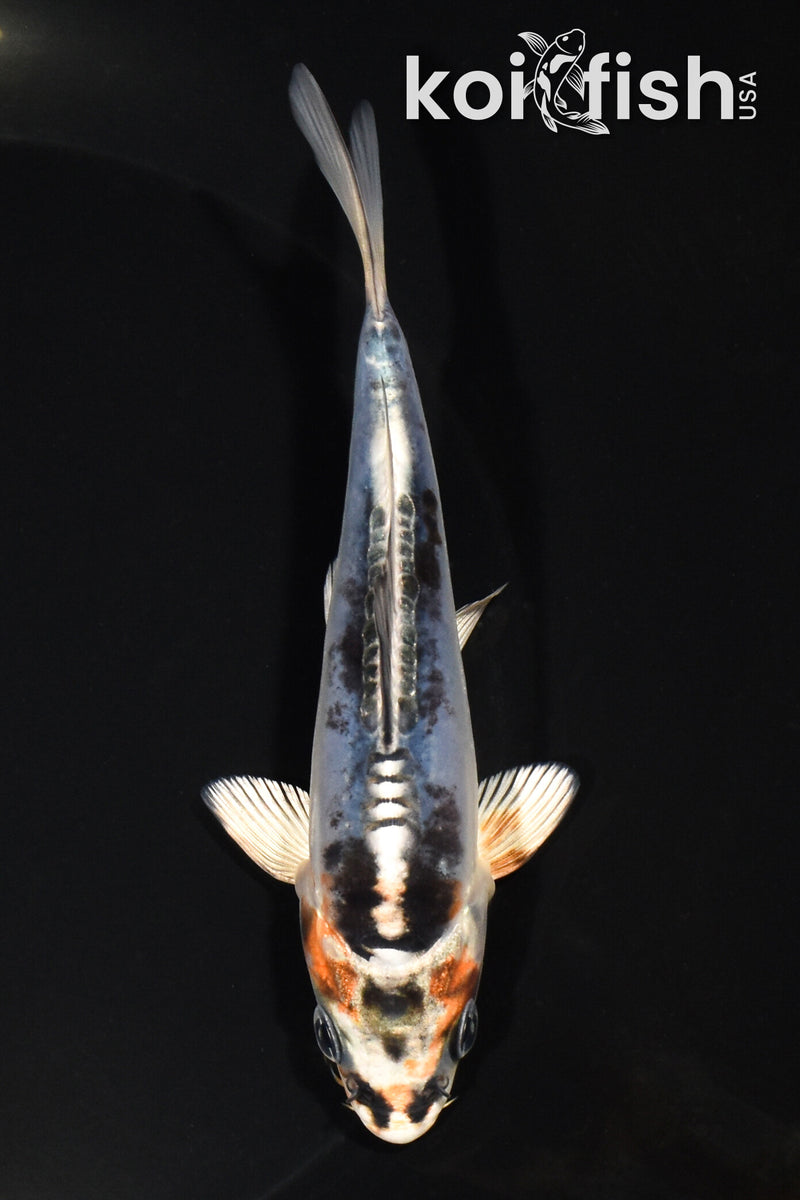 5" BENI KIKOKURYU