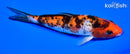 6.25" SANKE
