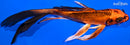8" ORENJI MATSUBA BUTTERFLY