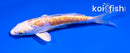 4.5" GINRIN ARAGOKE LEMON HARIWAKE