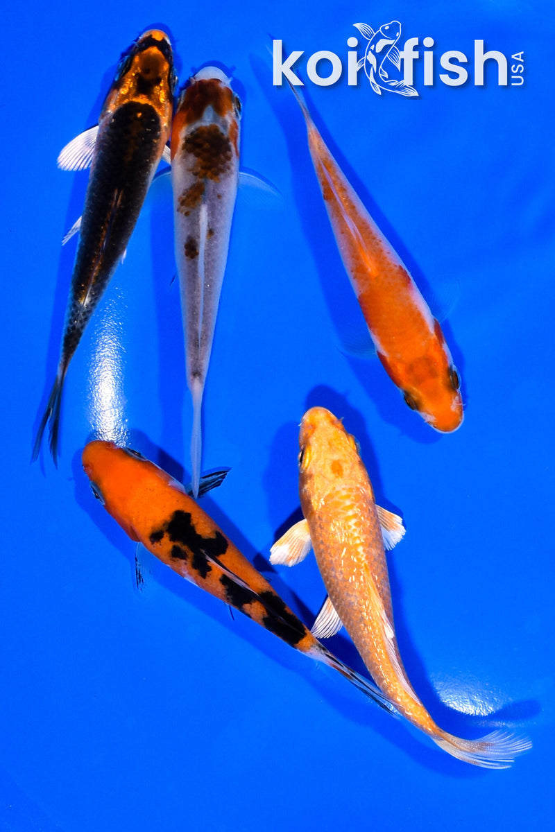 PACK OF (5) 3.75-4" MIXED STANDARD KOI