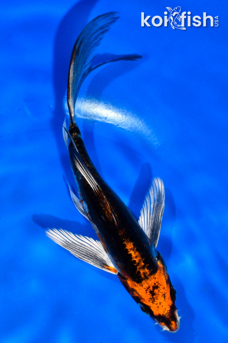 5.5" BENI KIKOKURYU BUTTERFLY