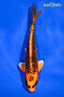 6.25" KIN ORENJI MATSUBA