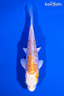 4.25" ARAGOKE LEMON HARIWAKE