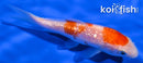 4.75" GINRIN NIDAN KOHAKU