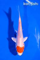 4" HARIWAKE