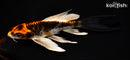 7" ARAGOKE BENI KIKOKURYU BUTTERFLY