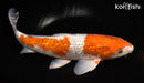 15.5" GINRIN OCHIBA SHIGURE