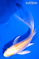 5.25" GINRIN YAMABUKI OGON BUTTERFLY