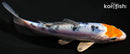 4.75" TANCHO HEISEI NISHIKI