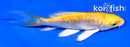 4" GINRIN YAMABUKI OGON BUTTERFLY