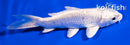 4" PLATINUM OGON