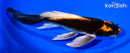 9" KABUTO BUTTERFLY