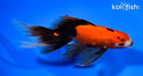 5.5"  FANTAIL GOLDFISH