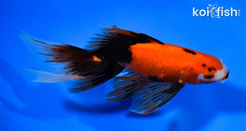 5.5"  FANTAIL GOLDFISH