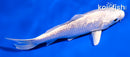 5.5" GINRIN PLATINUM OGON