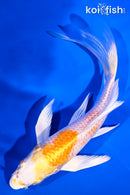 5.75" HARIWAKE BUTTERFLY