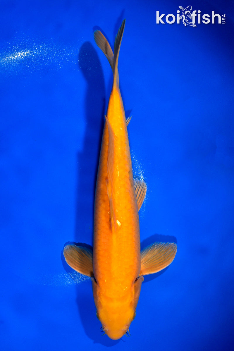 12" CHAGOI