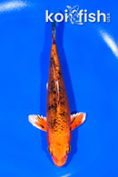 5.5" KIN ORENJI BEKKO