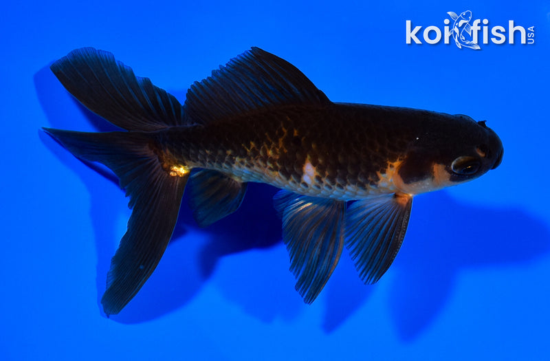 5.75" WATONAI GOLDFISH