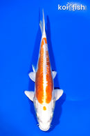 8.75" KIKUSUI