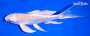 5.75" CREAMY OGON BUTTERFLY