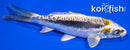 6" KIN KIKOKURYU