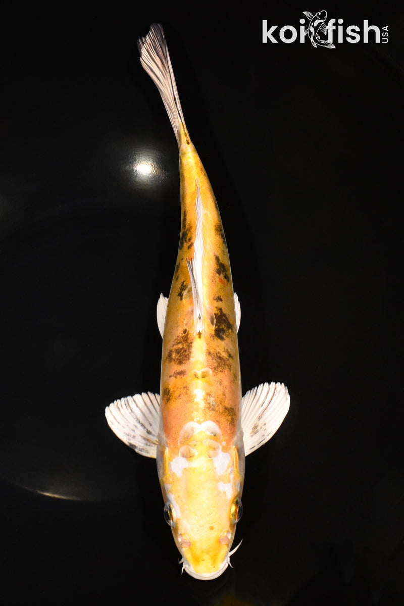 12" HEISEI NISHIKI