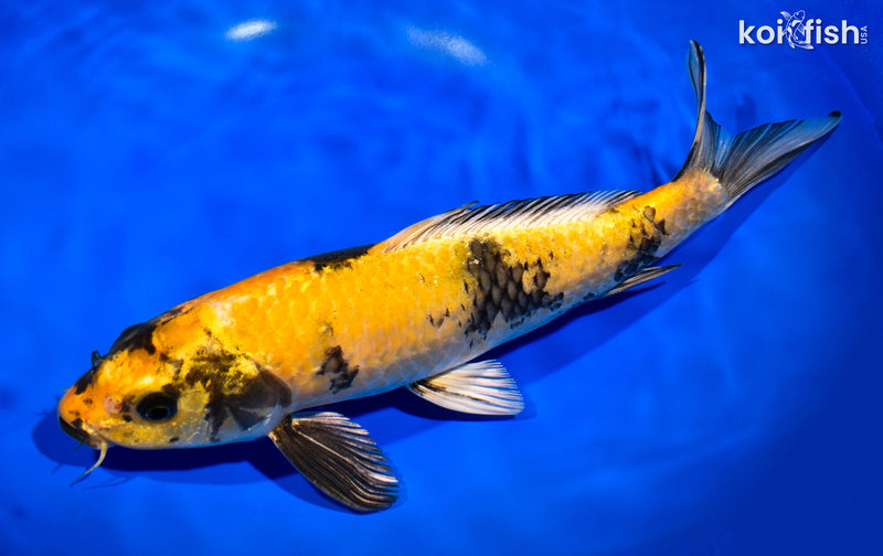 11.75" KIN KI UTSURI