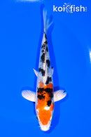 6.25" HEISEI NISHIKI