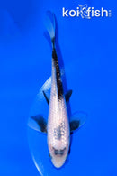 6.5" GINRIN MATSUKAWABAKE