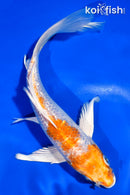 7" GINRIN HARIWAKE BUTTERFLY