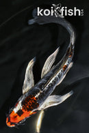 7.5" ARAGOKE BENI KIKOKURYU BUTTERFLY