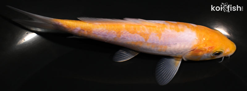 5.25" ARAGOKE OCHIBA SHIGURE